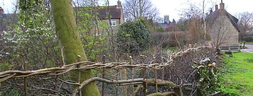 Créez votre haie diversifié & Plessage