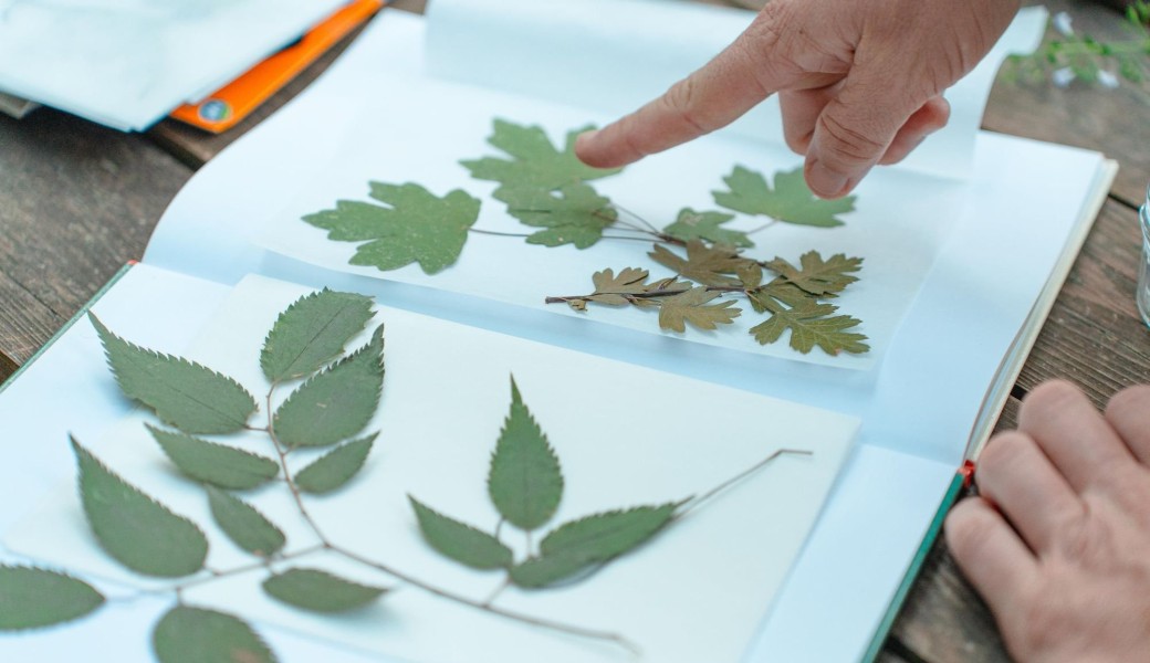 Créez votre herbier sensoriel