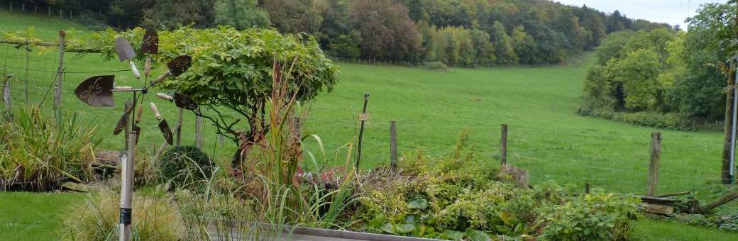 Cueillette et cuisine de plantes sauvages comestibles- module 2