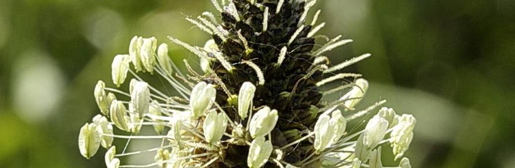 Cueillette et cuisine de plantes sauvages comestibles- module 1