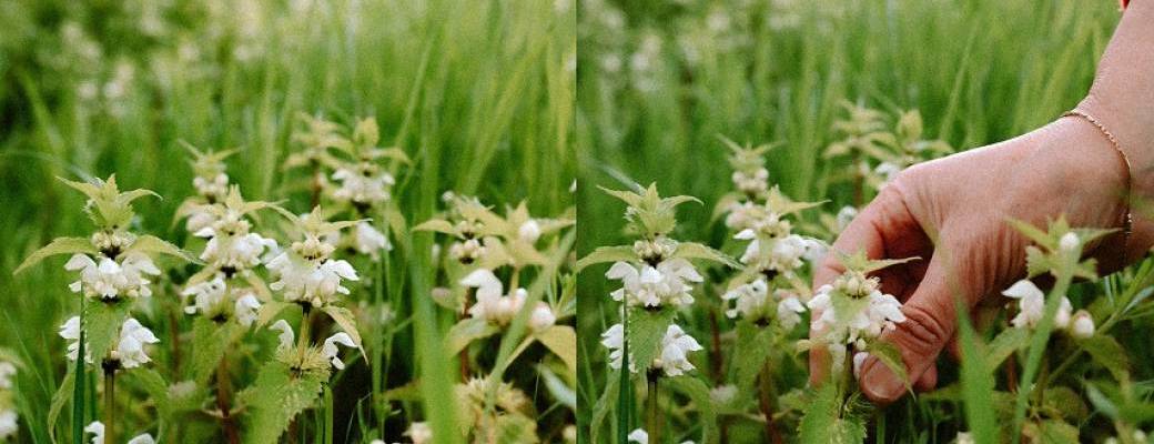 Cueillette et cuisine de plantes sauvages