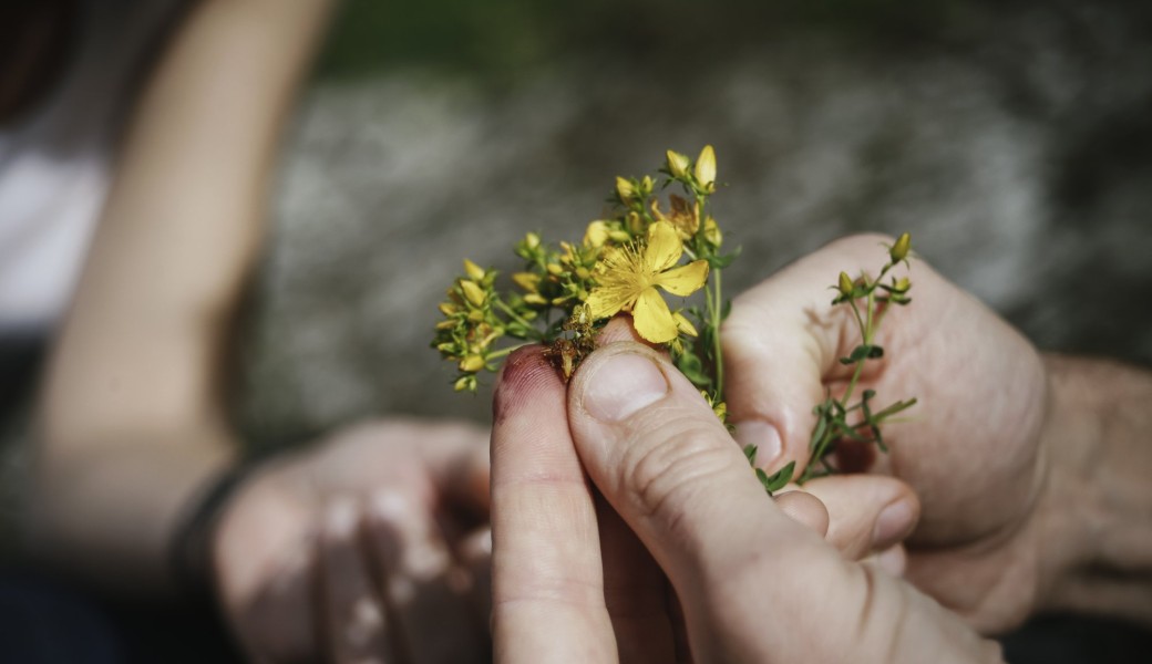 Se soigner avec les abeilles et les plantes : apithérapie & phytothérapie pratique et dégustation