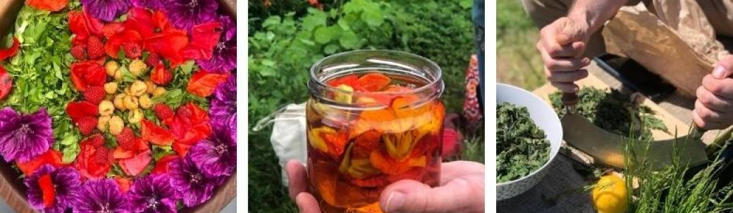 Cuisiner les plantes sauvages et aromatiques