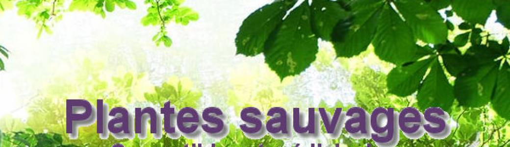 Cuisines des plantes sauvages
