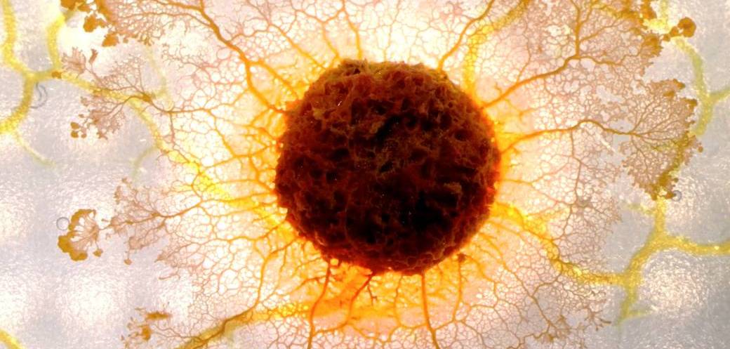 BLOB, un génie sans cerveau - documentaire et rencontre