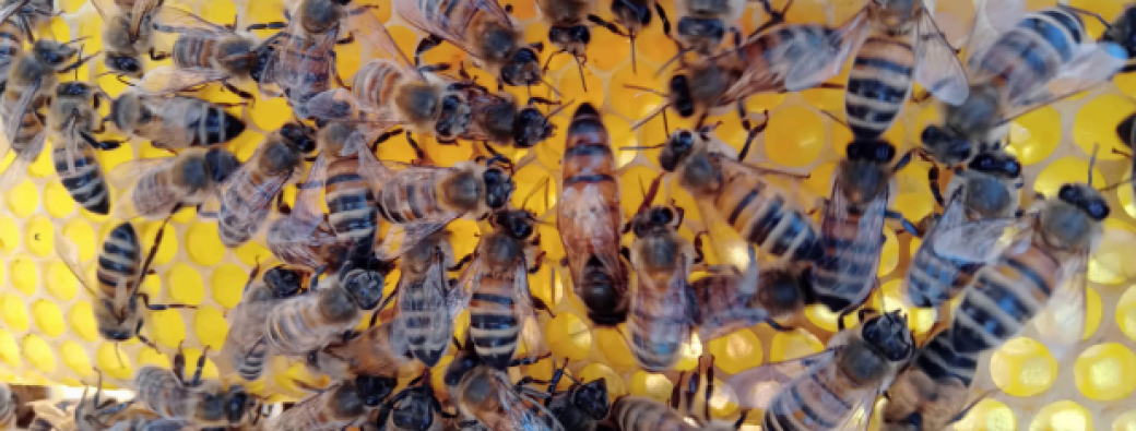 Atelier - Cycle abeilles 1/4 – Peins ta ruche - duo adulte/enfant