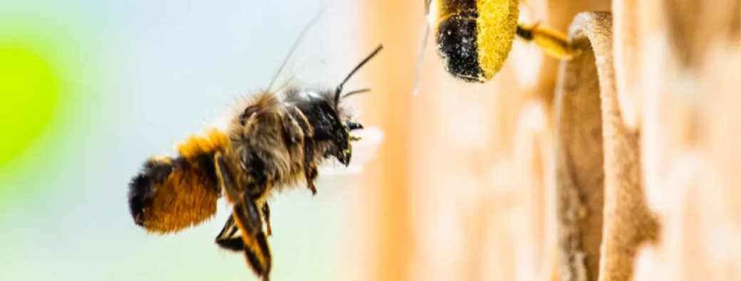 Atelier - Cycle abeilles 4/4 –  Elles ne sont pas seules ! - duo adulte/enfant