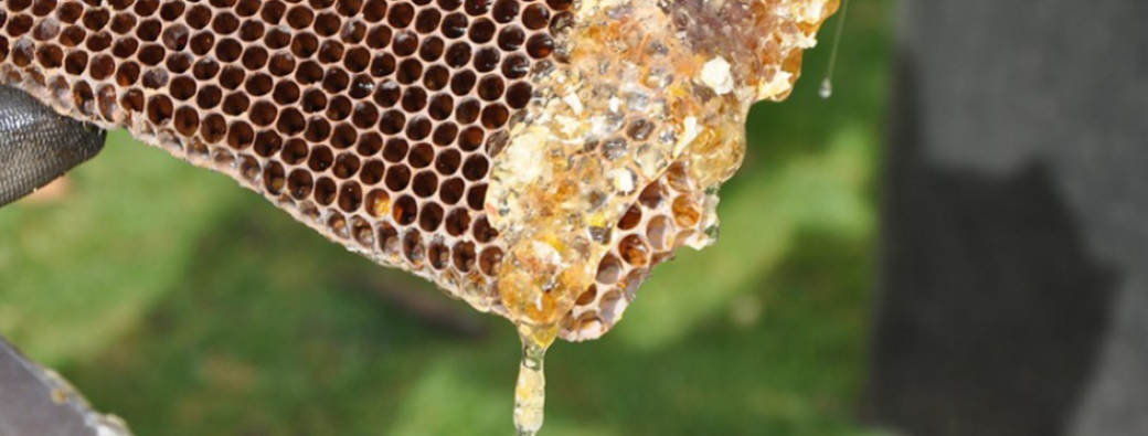 Atelier - Cycle abeilles 3/4 –  A la recherche de l'or liquide - duo adulte/enfant