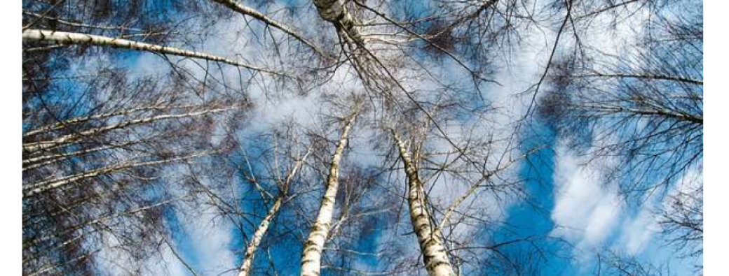  Cycle balade plantes médicinales. 1/4 - La Magie de la fin de l’Hiver