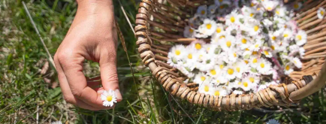  Cycle balade plantes médicinales. 2/4 - Printemps Soignant : Vins, Onguents & Tisanes d’Urgence 