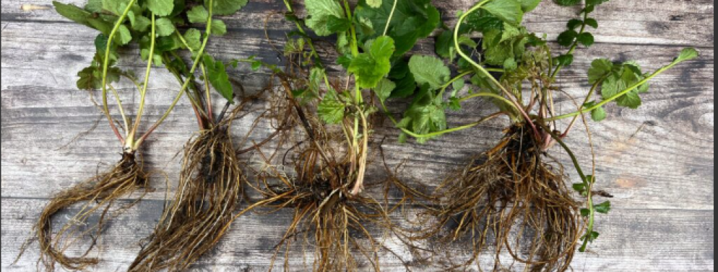  Cycle balade plantes médicinales 4/4 - Racines et trésors d'hiver