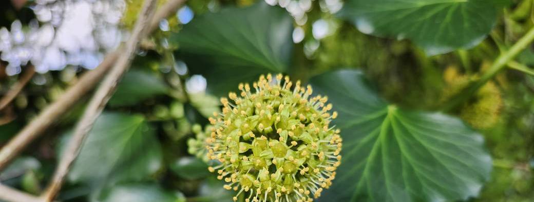 Cycle comestibles et médicinales