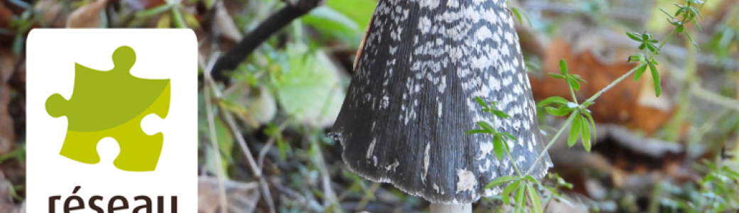 Cycle de Visioconférences : Initiation aux champignons - octobre
