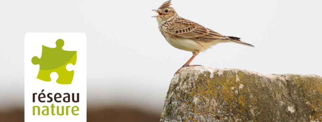 Cycle de Visioconférences : Initiation aux chants d'oiseaux avril