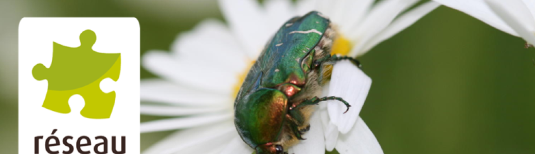 Cycle de Visioconférences : Initiation aux insectes