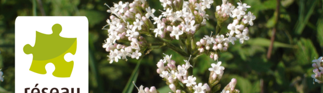 Cycle de Visioconférences : Initiation aux plantes comestibles et médicinales - août