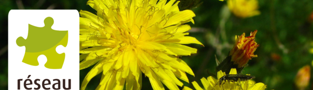 Cycle de Visioconférences : Initiation aux plantes comestibles et médicinales - mai