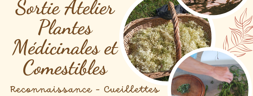 Plantes Médicinales, comestibles et toxiques: reconnaissance, cueillette, ateliers