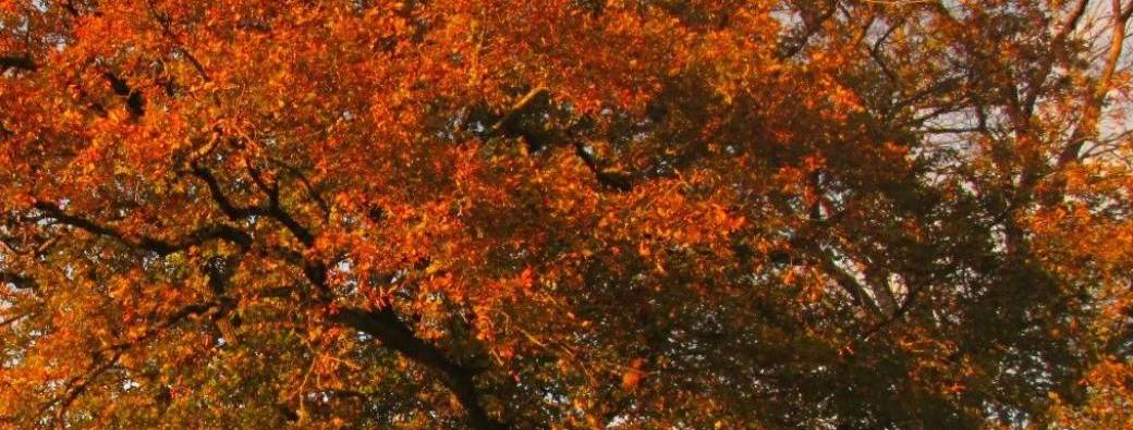 Cycle MBSR en ligne Automne 2024