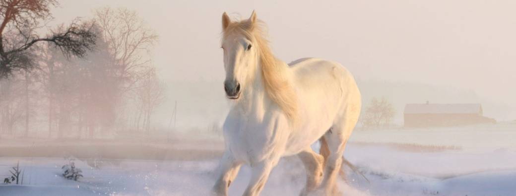 CYCLE SOUFFLE - 6 Ateliers et Coaching 2026-2027 ~ "Libérez l'incroyable pouvoir du souffle !"