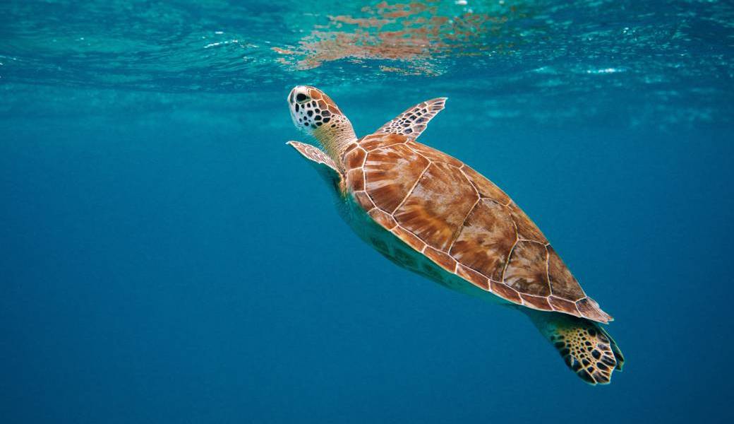 OCEAN TOUR TAHITI 2024