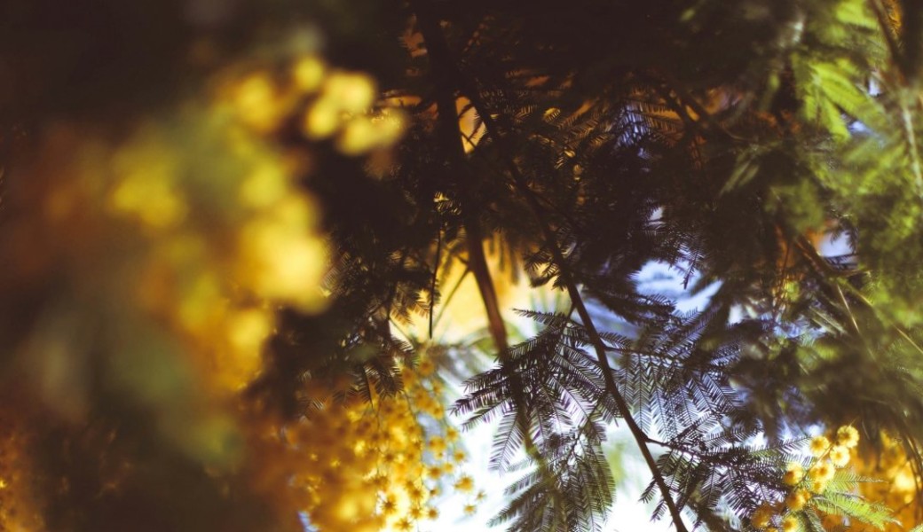 D’Ose Bormes les Mimosas/ Lavandou dimanche 19 avril 