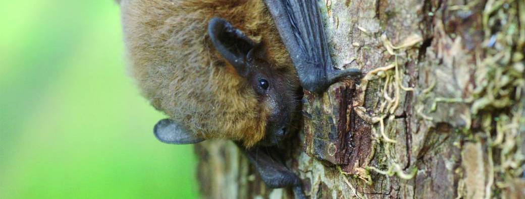 Dans la peau d'une chauve-souris