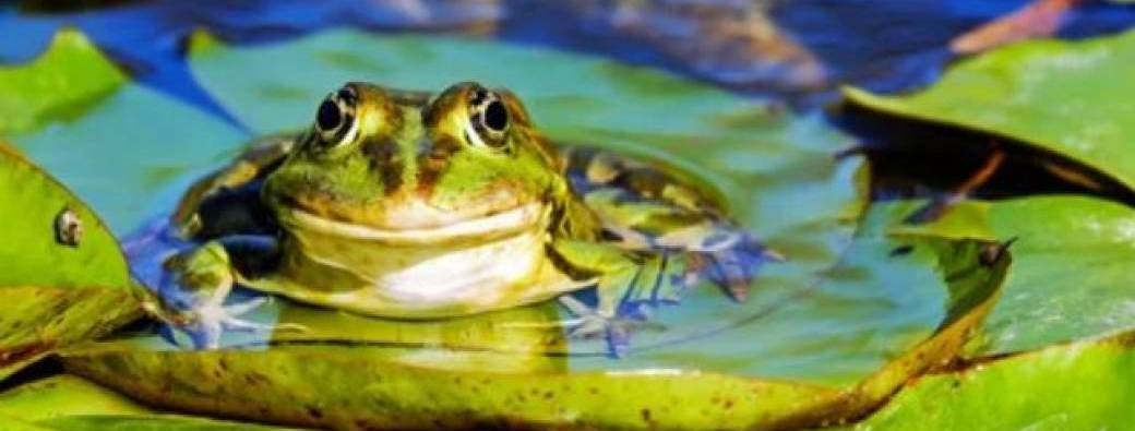 Dans la peau d'une grenouille 4-7 ans