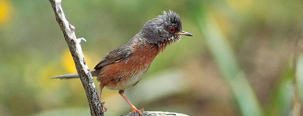 Dans les milieux des oiseaux du Causse d’Aumelas