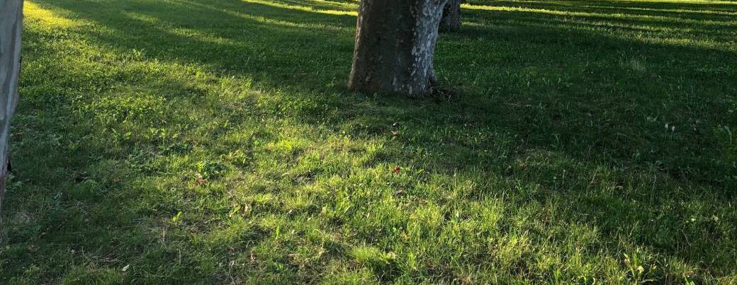 Les arbres nous font du bien (sylvothérapie)