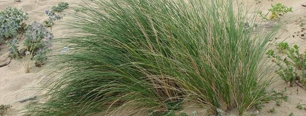 De la plage à la dune