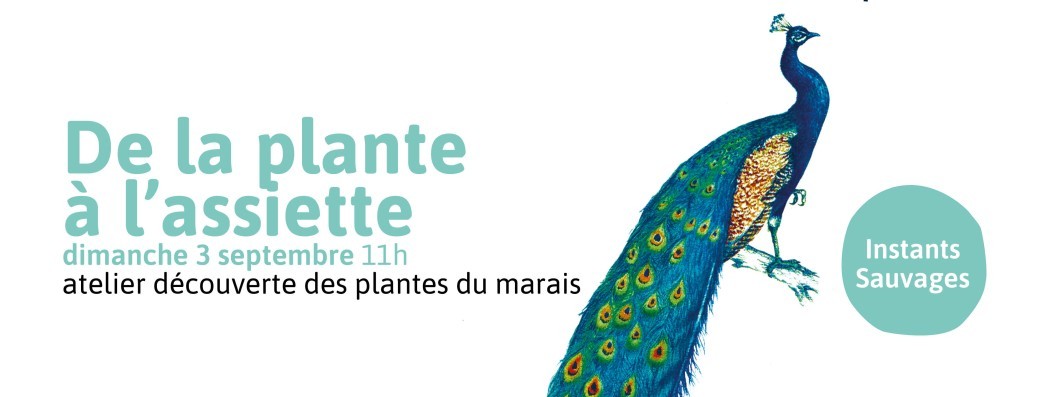 De la plante à l'assiette avec André L'hoër et Paul Balesme