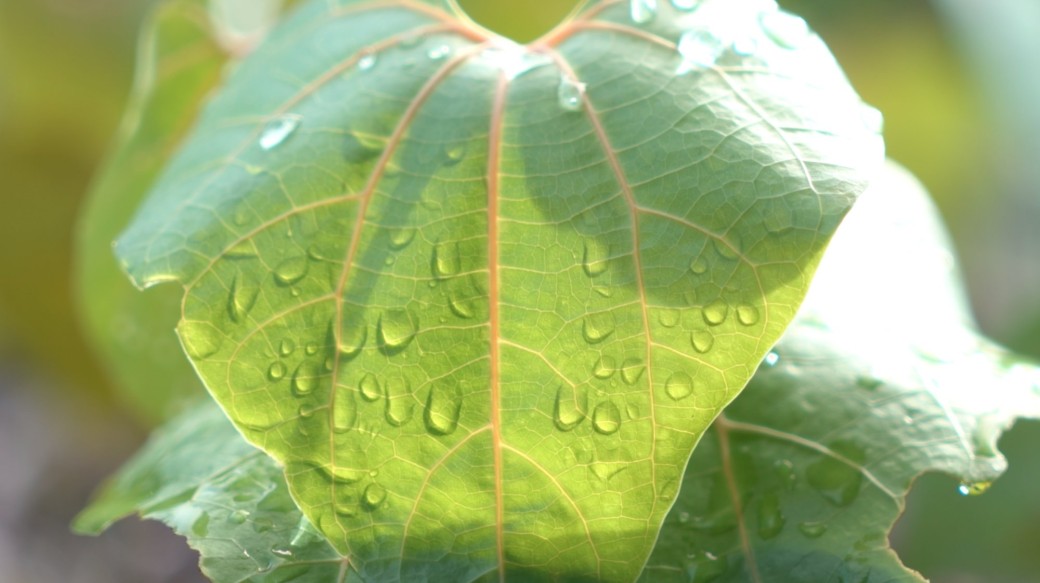 De la racine à la fleur : tout ce que vous avez voulu savoir sur les plantes et leur éveil
