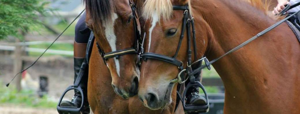 Décodage de comportements - thème à venir selon vos votes