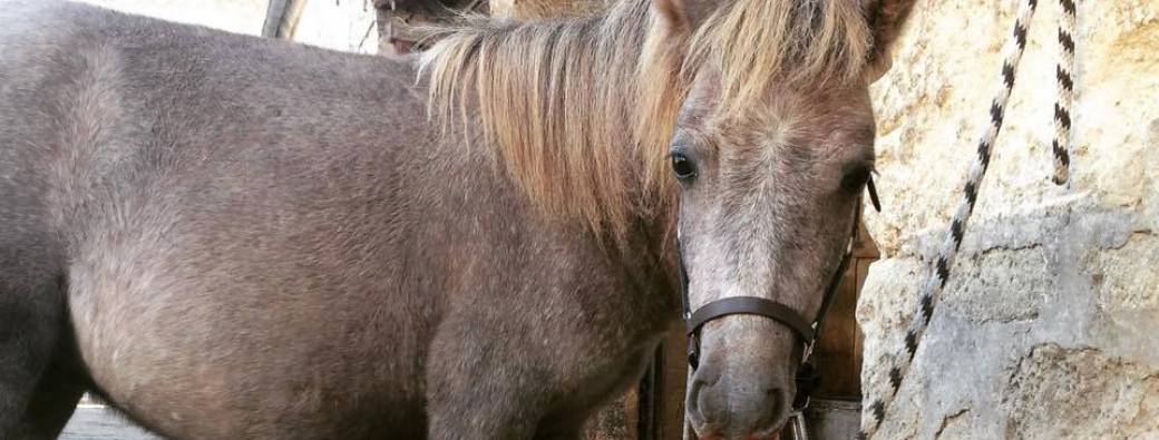 Décoder les comportements : le cheval à l'attache