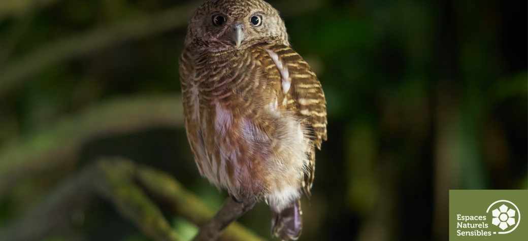 Découverte de la biodiversité nocturne