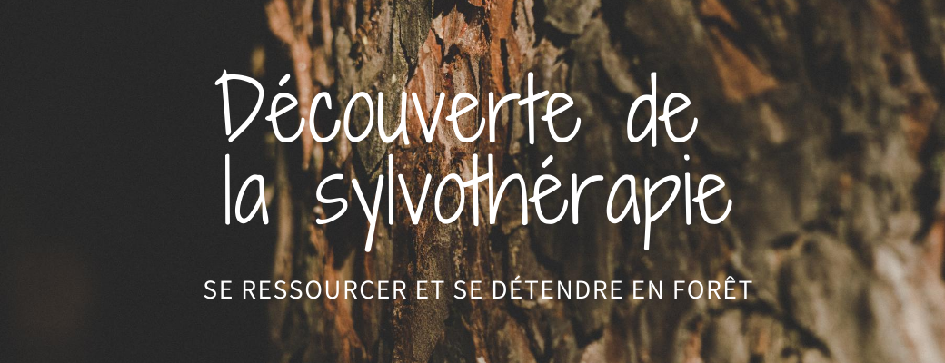 Découverte de la Sylvothérapie : Un bain de forêt ressourçant et apaisant