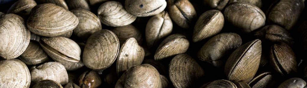 Découverte de l'estran et initiation à la pêche à pied