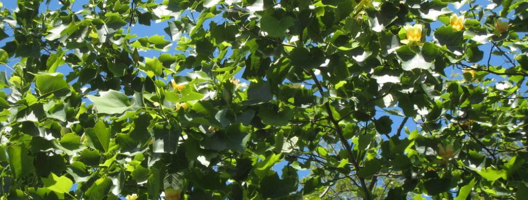 Découverte des arbres de la Bambouseraie