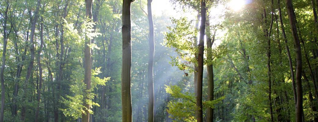 Découverte des archives municipales « la forêt privée » (Arcachon Ville Impériale)