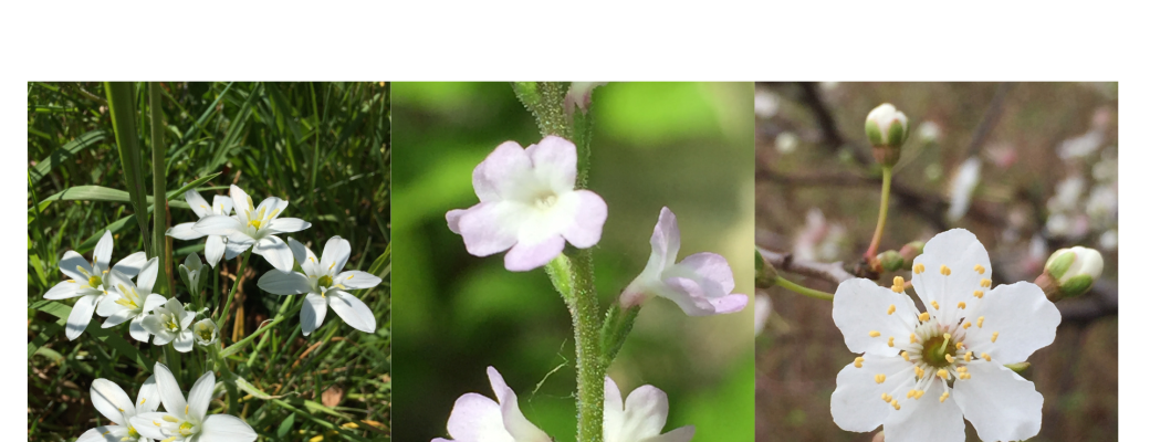 Découverte des fleurs de Bach