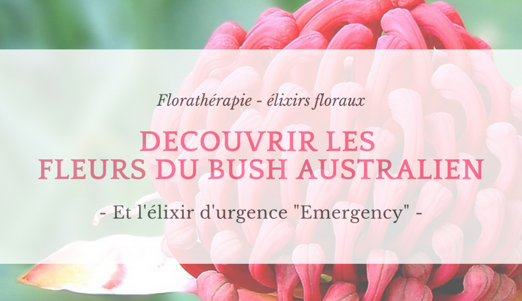 [REPLAY Offert] Découverte des fleurs du Bush Australien