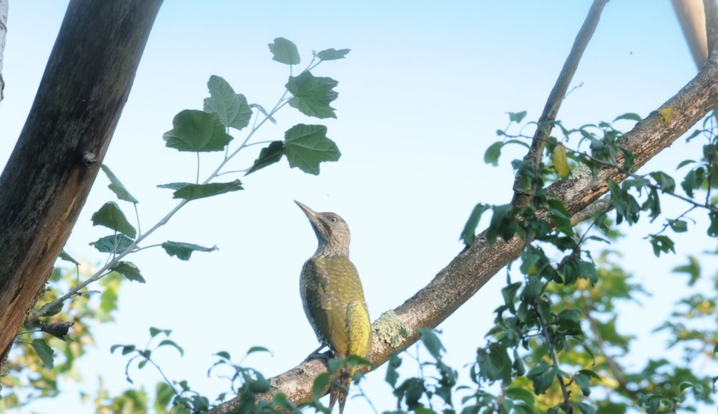 Découverte des oiseaux des bords du Rhône 