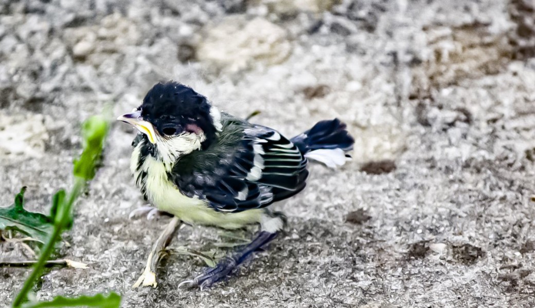 Découverte des oiseaux du cimetière parisien d'Ivry