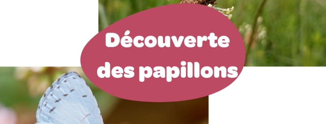 Découverte des papillons de l'île de la Table Ronde