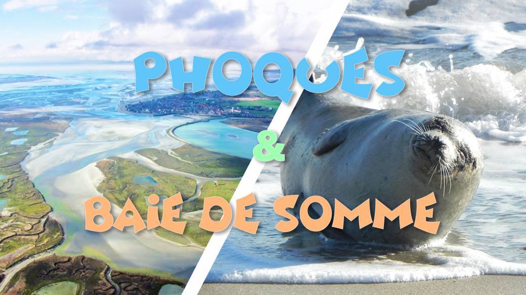 Découverte des Phoques sauvages & Baie de Somme - 22 novembre 