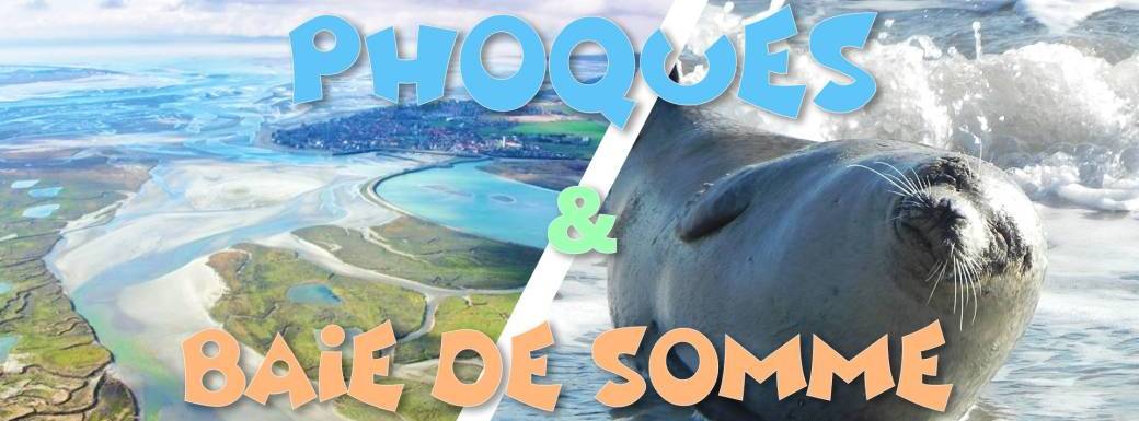 Découverte des Phoques sauvages & Baie de Somme - 22 octobre