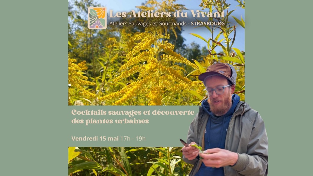Découverte des plantes sauvages avec les Ateliers du vivant (2h)