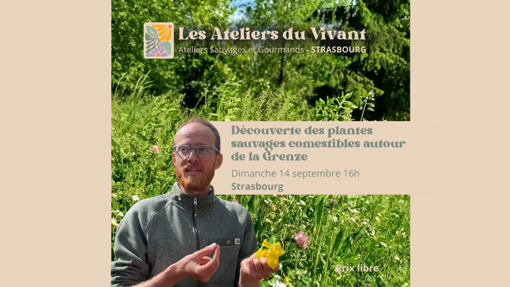 Découverte des plantes sauvages comestibles