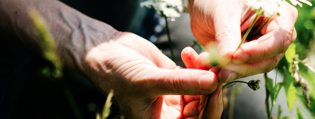 Découverte des plantes sauvages de printemps